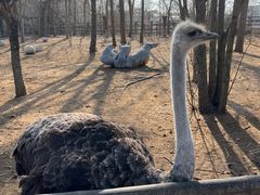 -大连森林动物园