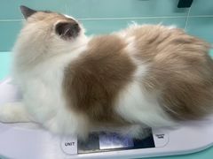 -猫宠乐园·专业洗护