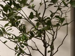 -铃木食堂(杨梅竹店)
