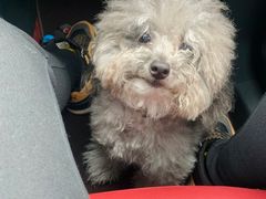 -悠尼宠物·独立低压伊珊娜洗护·美容·寄养(兰谷路店)