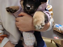 -逗柴咖啡屋·狗咖猫咖宠物桌游