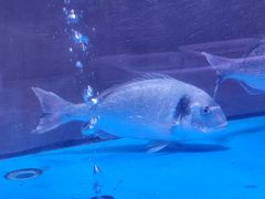 -金成潮菜博物馆(海珠湿地店)