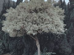 -南沙蒲洲花园