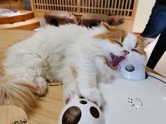 -猫和宫(六道口店)