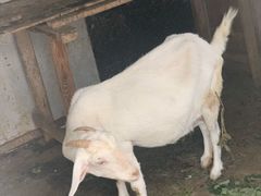 -南汇老顾农家乐采摘大团水蜜桃采摘店