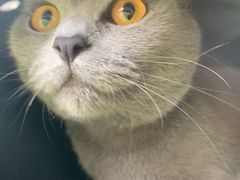 -猫大福·Fortune Cat猫舍(百子湾店)