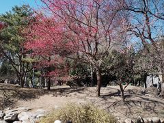 -深圳龙潭公园