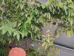 -唐猫庭院·千年陕菜(大唐不夜城店)