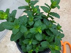 -半天妖烤鱼(方庄店)