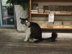 -猫的天空之城概念书店(苏州诚品店)