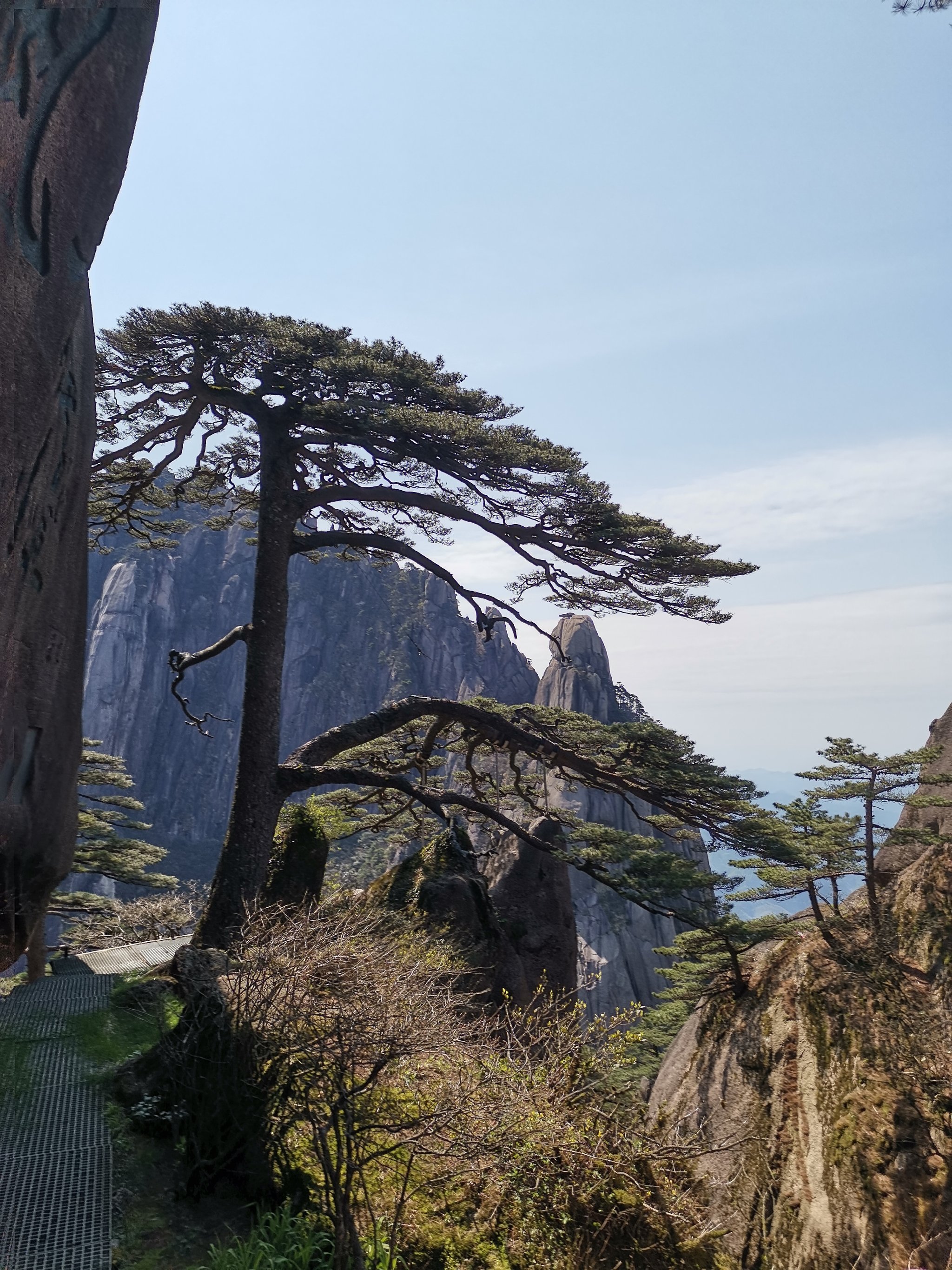 黄山迎客松图片 真实图片