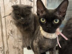 -楼上猫咖(罗湖店)
