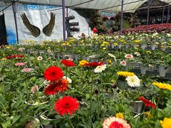 -金马仑薰衣草花园(Cameron Lavender)