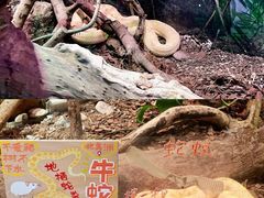 -正佳雨林生态植物园