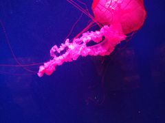 -西安曲江海洋极地公园