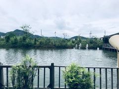 -一煲鸽