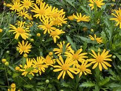 -国际非物质文化遗产博览园