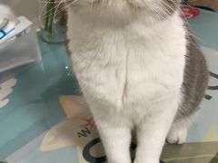 -宠物之家Pets Home 宠物寄养酒店