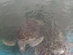 -广东惠东海龟国家级自然保护区