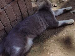 -西安大兴善寺
