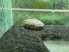 -上海大自然野生昆虫馆