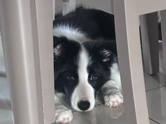 -翊宠yipet猫狗购宠庄园犬舍•猫舍