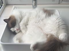 -纳吉亚猫专科动物医院·北北分院