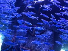 -哈尔滨波塞冬海底世界