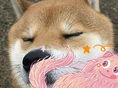 -Husky Go! 哈士奇体验馆·宠物咖啡厅狗咖