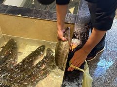 -百岁鱼(人民路店)