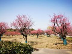 -上海杨姆庄园