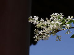 -西安青龙寺遗址景区