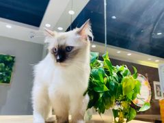 -藏猫猫咖啡主题馆(中央大道店)