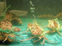 -海天盛宴海鲜自助(正大广场店)