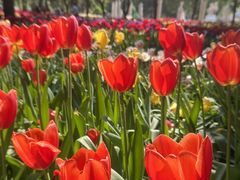 -洛阳郁金香牡丹园