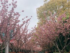 -高东镇樱花园