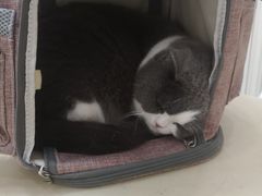 -瑞派康怡24h宠物医院·犬猫医疗中心·微创绝育(瑞景分院)