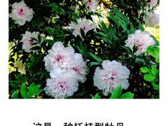 -洛阳市隋唐城遗址植物园