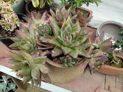 -龙大花卉苗木市场