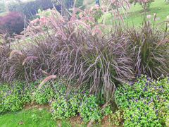 -东莞植物园