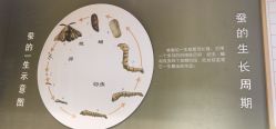 -太湖雪蚕桑文化园