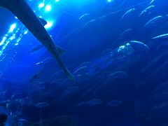 -迪拜水族馆及水下动物园