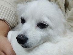-派美特宠物医院·核磁CT·骨科肿瘤·疑难转诊(沈农禾丰店)