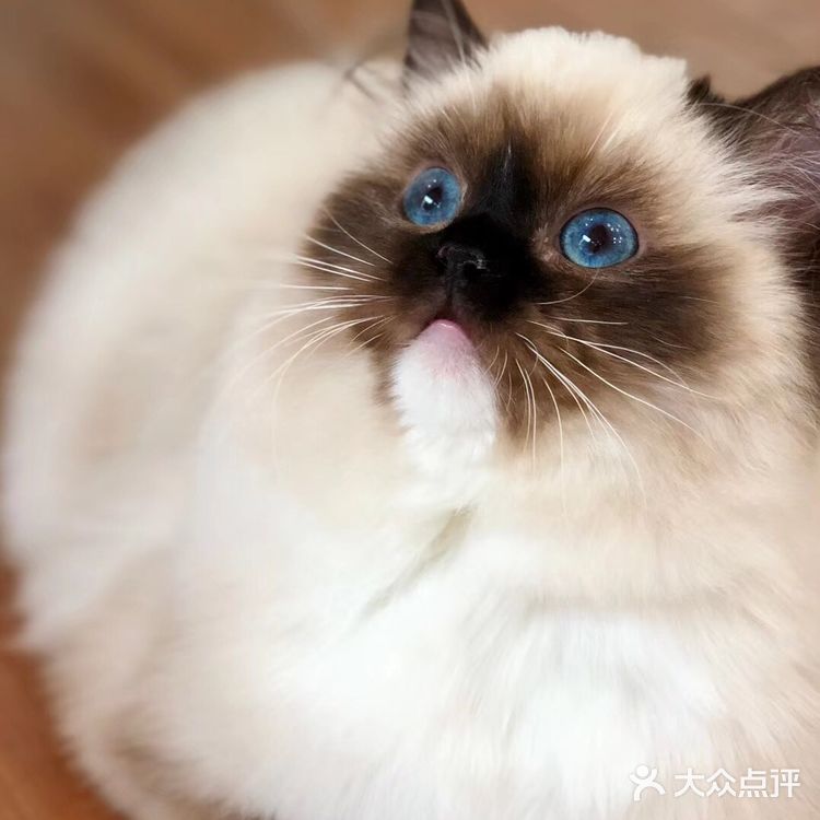 山猫绝对不是传统线，但是好多山猫却是传统型