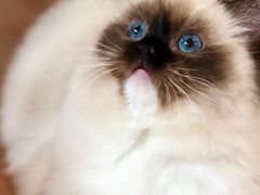 -Bastet sally猫舍购宠(静安店)