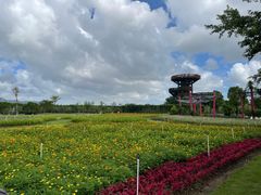 -芒洲湿地公园