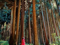-武陵山森林公园