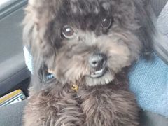 -佳百利宠物(荣乐中路115弄小区店)