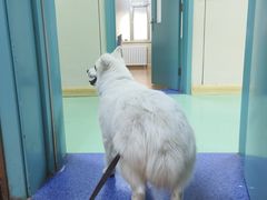 -北京观赏动物医院·24小时大型综合·猫专科·异宠专科
