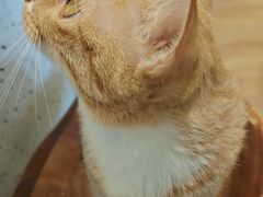 -有猫主题·治愈系猫咖(曾厝垵店)